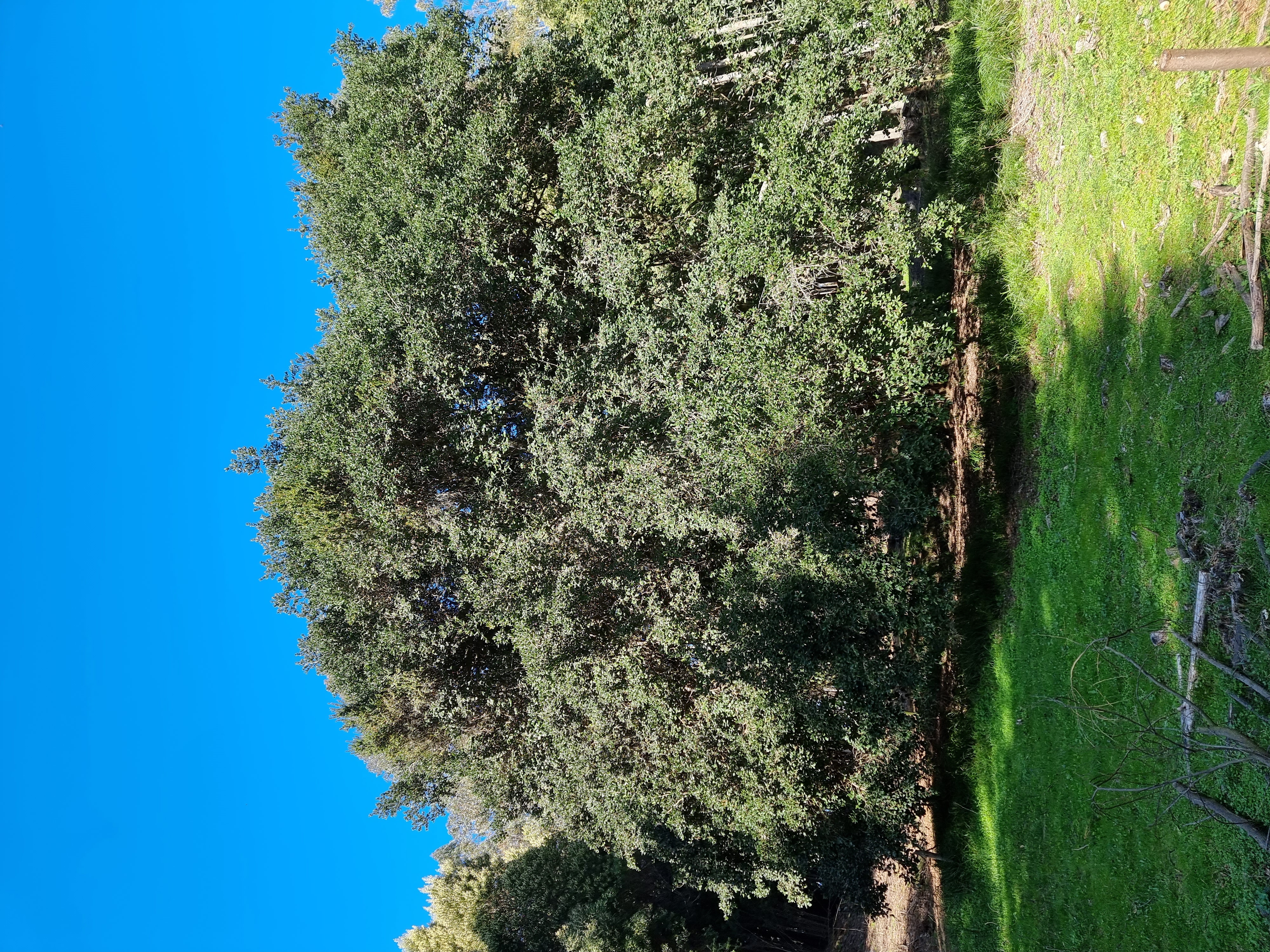 Campos limpios